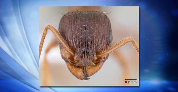This image shows the common pavement ant, or Tetramorium caespitum. A colony of these ants launched to the International Space Station for the Ants In Space experiment on Jan. 9, 2014 to study swarm behavior in weightlessness.