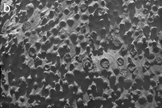 MI mosaic acquired on sol 3064 showing a dense concentration of spherules at the Kirkwood target and locality. Approximate scale across the scene is 5 cm, and illumination is from the top.