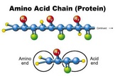 The 20 different amino acids will stick together in various formations to form protein.