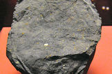 The Murchison meteorite has at least 75 amino acids in it.