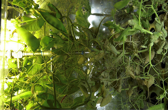 Plants grow inside the space station's experimental greenhouse named Lada.