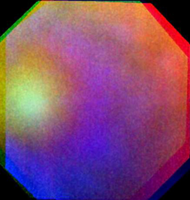 Venus 'Glory'
