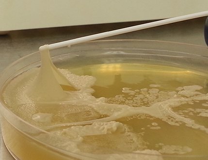 Paenibacillus eligii Bacteria