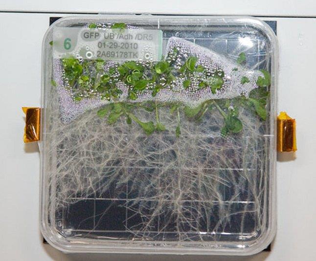 Advanced Plant Experiments on Orbit