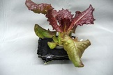 A 28-day-old Outredgeous red romaine lettuce leaf growing in a prototype spaceflight pillow.