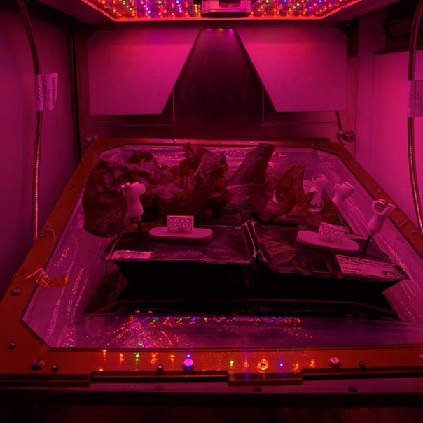 Garden on ISS
