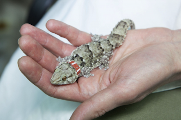 Russia Restores Contact with Gecko-Filled Space Capsule