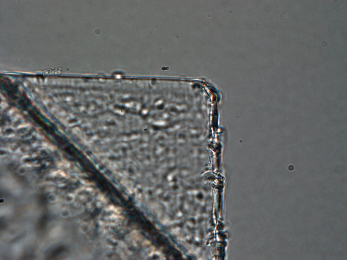 Optical Microscope Image of Orion Interstellar Dust Candidate