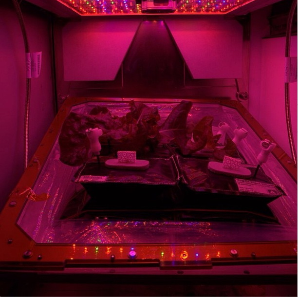 Inside the Vegetable Production System (Veggie)