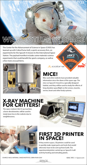 The SpaceX-4 mission to the ISS will carry aboard some unusual items. <a href="http://www.space.com/27172-spacex-space-rats-nasa-science-infographic.html">See how mice, 3d printers and more are riding into orbit in this Space.com infographic</a>.