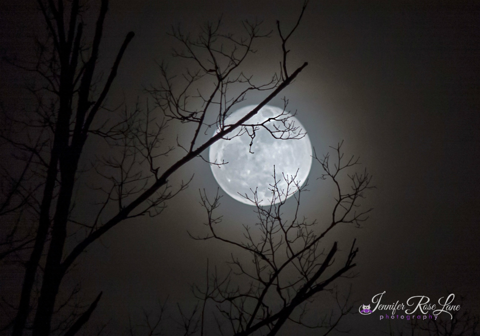 One Wolf Moon