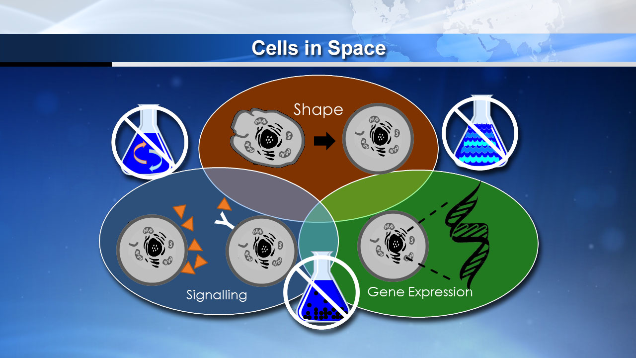 Cells in Space Graphic