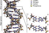 A schematic of a DNA molecule. The four nucleobases – A, T, C and G – are shown at right. Note the repeating backbone of oxygen, carbon and phosphorus throughout the double helix structure of DNA.