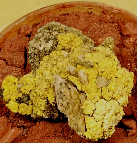 A sample of lichen on a Mars-analog showed its ability to adapt to and survive Martian conditions.