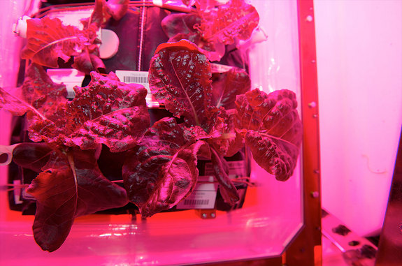 Astronauts on the International Space Station harvested a crop of "Outredgeous" red romaine lettuce from the Veggie plant growth system for growing vegetables and other plants in space.