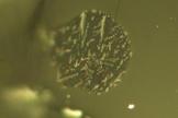 Tiny dots of molten magma, caught in olivine crystals, show evidence of volatile gases in lunar glass samples.