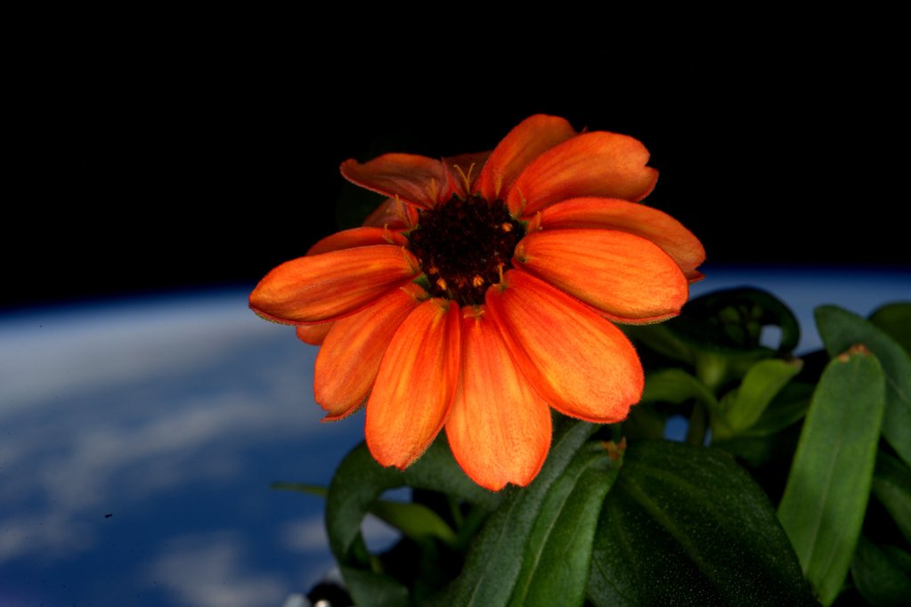 A Garden Grows in Space: First Zinnias Bloom, to Astronaut's Delight
