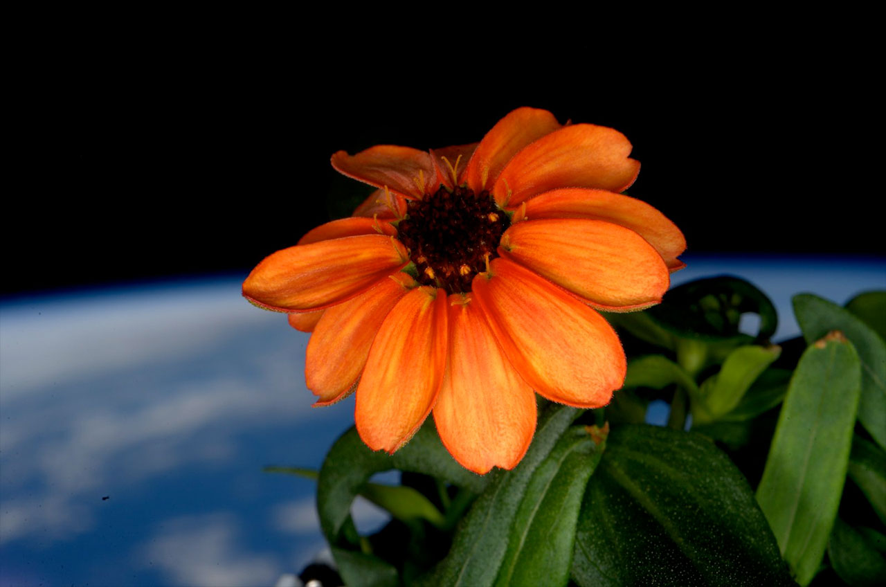 Space Station's 1st Flower