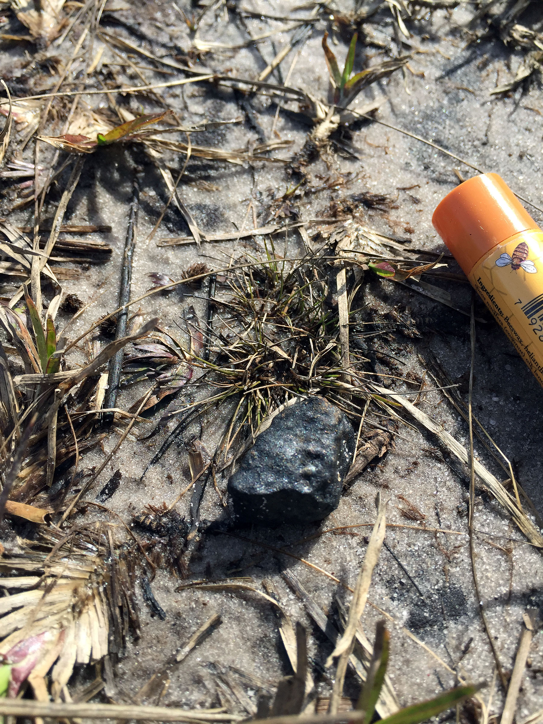 Meteorite Hunters Find 6 Space Rocks from Florida Fireball