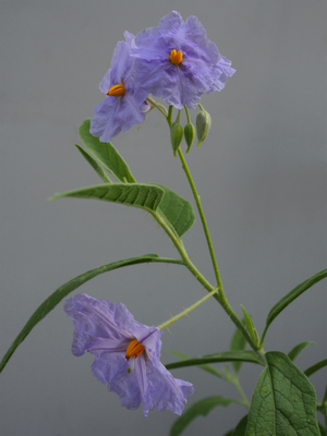 A bush-tomato specimen of the newly discovered species <i>Solanum watneyi</i>.