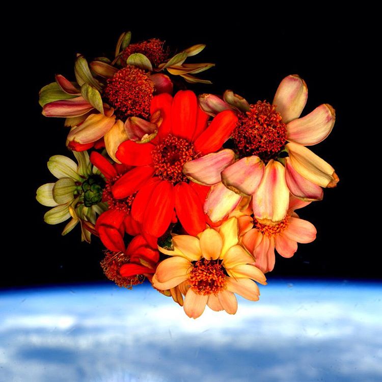 Zinnias in Space
