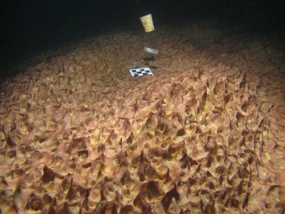 Photo of mats from Lake Joyce; checkered scale markings are 1 cm.