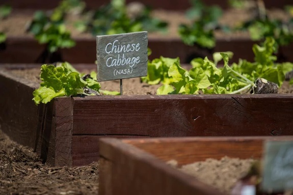 Chinese cabbage is headed to space with NASA's Veggie Space Plant Biology examination drifting on SpaceX's CRS-8 Dragon load smoothness mission.