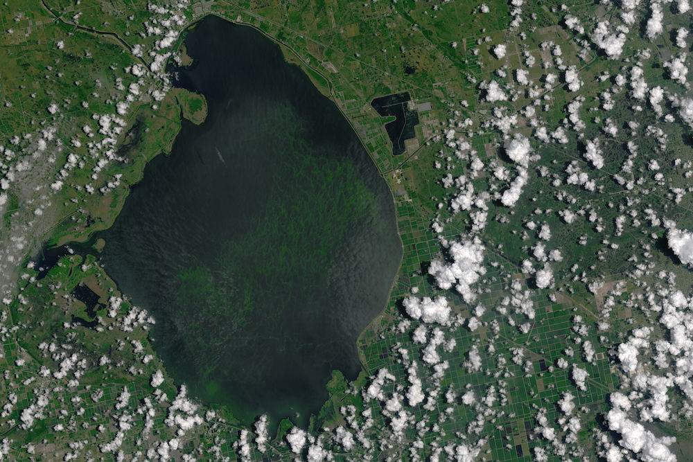 Massive Florida Algae Bloom Can Be Seen from Space 