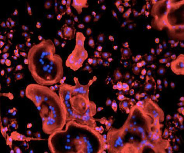 Weird Science on SpaceX Dragon Is Tiny, Melty, Beating and Radioactive