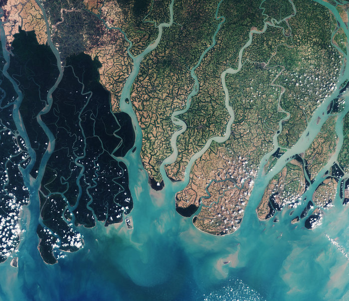 Saline Webs of Sundarbans National Park
