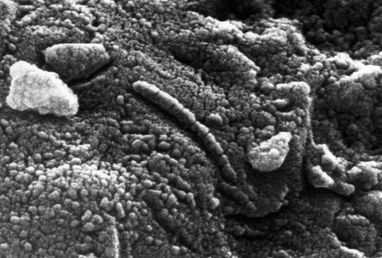 Mars Life? 20 Years Later, Debate Over Meteorite Continues