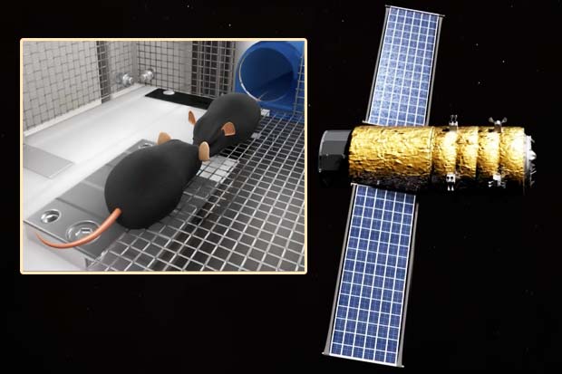 Artificial Gravity In Space For Mice? Multi-Generational Study Concept | Video