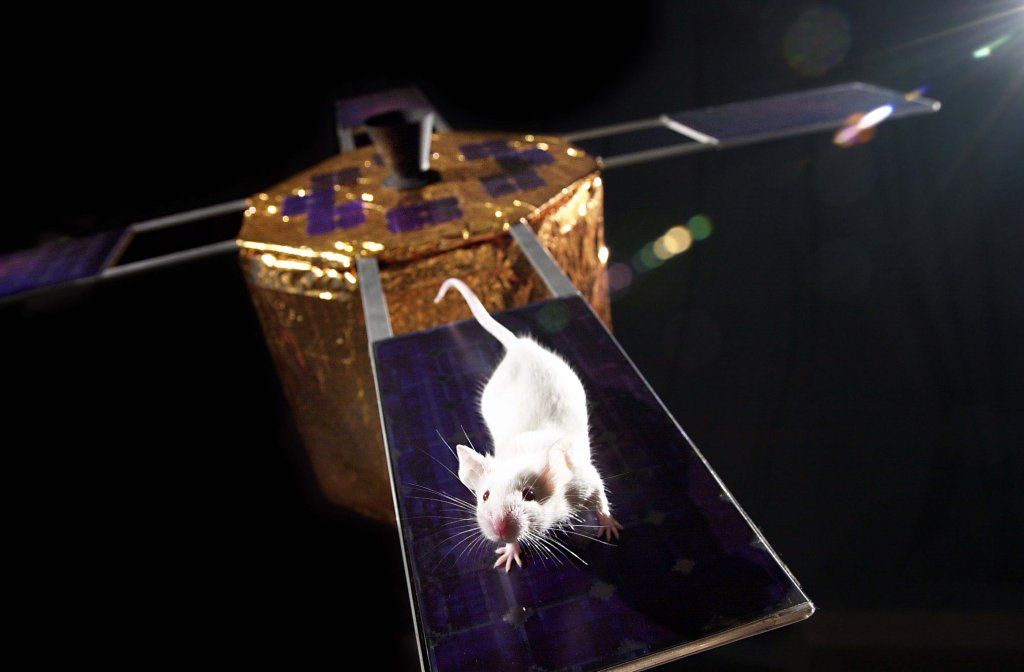 Why Do We Send Animals to Space?
