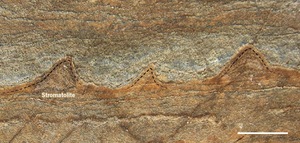 These cone-shaped structures discovered in 3.7-billion-year-old rocks in Greenland, about the size of a quarter, may be fossilized colonies of microbes and the earliest fossils of life on Earth, researchers say.