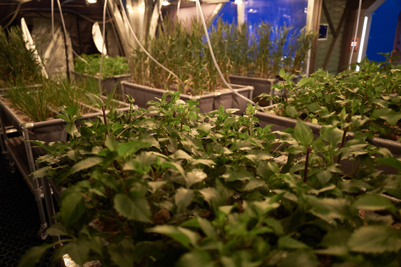 Mars settlers grow their crops inside a greenhouse at their colony, Olympus Town, in National Geographic's 