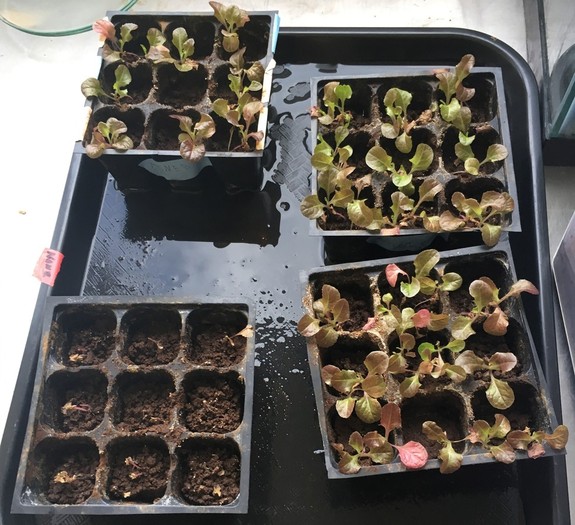 The lettuce that was only grown in Mars only simulant (without added nutrients) produced only small leaves in the lab.