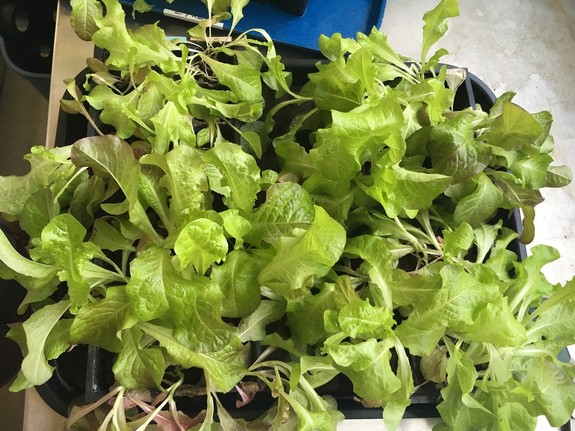 Lettuce grown in Mars simulant with added nutrients produced healthy leaves.