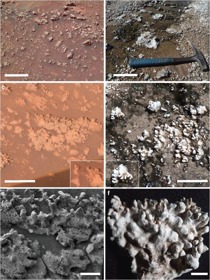 Did NASA Mars Rover Find a Signature of Past Life?