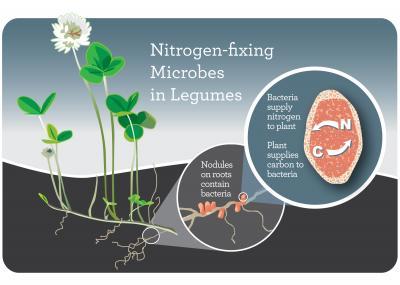 An illustration of nitrogen fixation. 