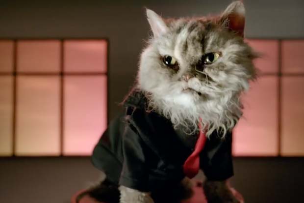 Spacefaring Felines Star in Syfy's Adorable 'Expanse' Video