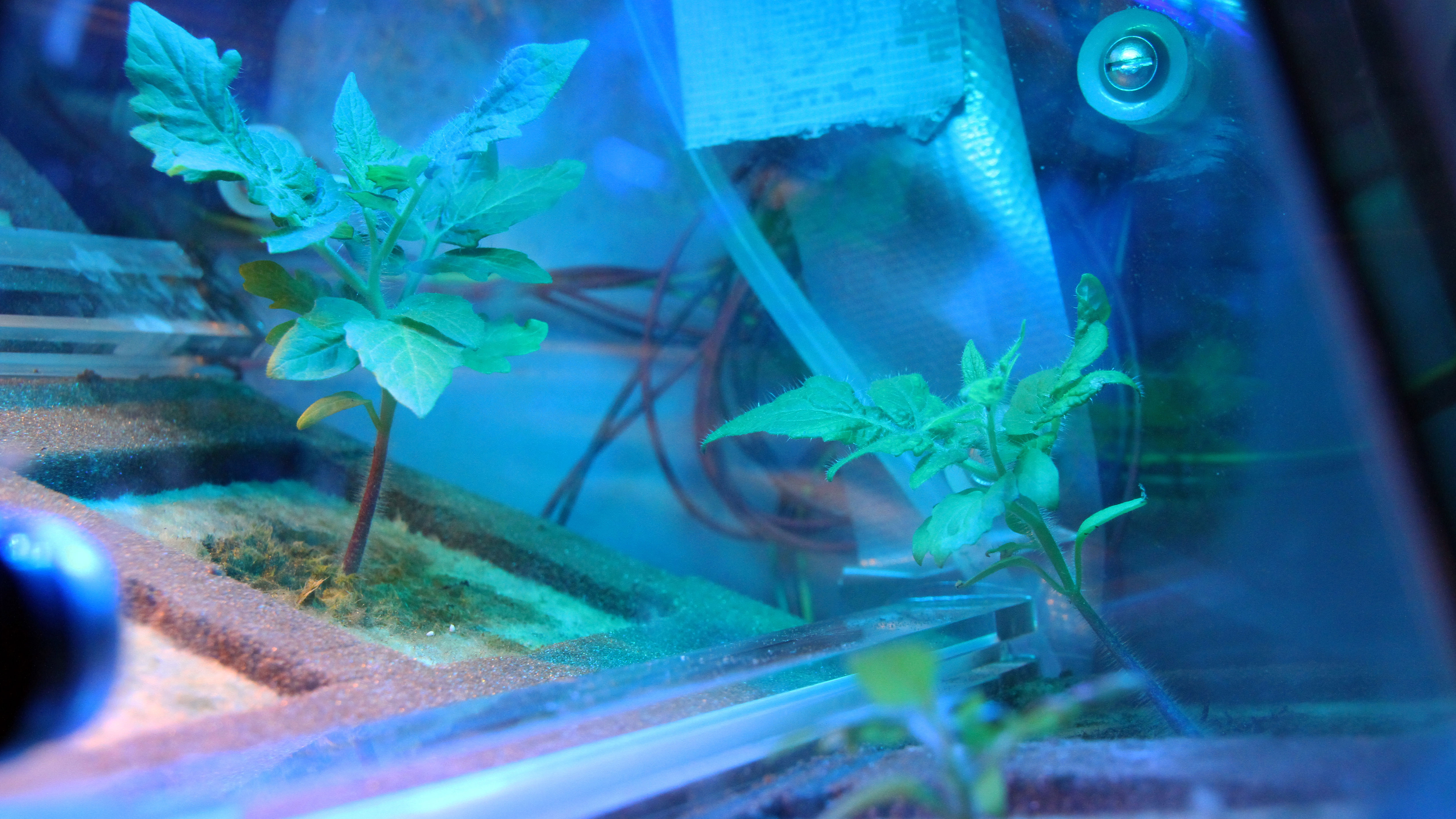 How Urine Could Help Astronauts Grow Food in Space