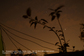 Singh-moon-venus-2012
