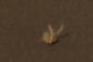 Mars-rover-bunny-photo